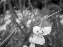 fleur de beauté sauvage avec floraison de nectar photo