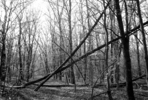 belle photo montre un vieil arbre cassé