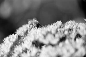 abeille sauvage sur fleur avec nectar qui fleurit dans la campagne sur le terrain photo