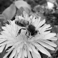 l'abeille ailée vole lentement vers la plante, recueille le nectar pour le miel photo