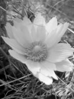 Adonis vernalis fleur sauvage photo