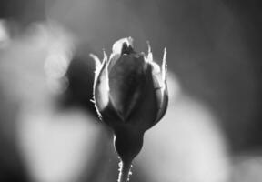 fleur de beauté sauvage avec du nectar qui fleurit dans la campagne des champs photo