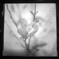 fleur de magnolia en fleurs avec des feuilles vertes, nature naturelle vivante photo