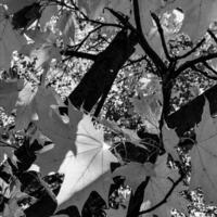 bel arbre vivant avec beaucoup de feuilles sur les branches dépassent d'une plante en bois photo