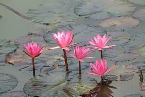 magnifique rouge lotus dans l'eau. photo