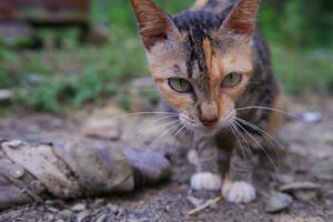 une sauvage village chat est en mangeant photo