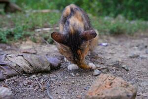 une sauvage village chat est en mangeant photo