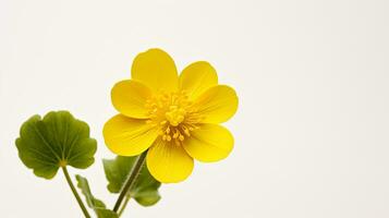 photo de magnifique le marais souci fleur isolé sur blanc Contexte. génératif ai