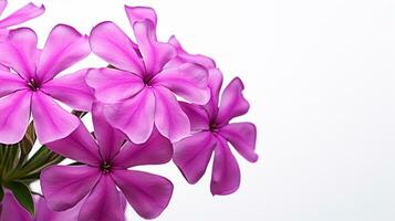 photo de magnifique phlox fleur isolé sur blanc Contexte. génératif ai