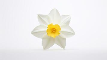 photo de magnifique narcisse fleur isolé sur blanc Contexte. génératif ai
