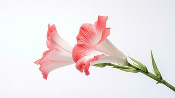photo de magnifique glaïeul fleur isolé sur blanc Contexte. génératif ai