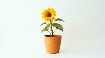 photo de tournesol dans pot isolé sur blanc Contexte. génératif ai