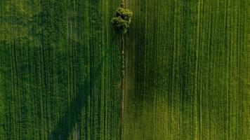 arbre solitaire sur les champs verts photo