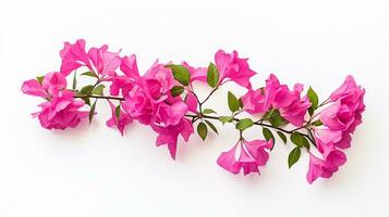 photo de magnifique bougainvilliers fleur isolé sur blanc Contexte. génératif ai