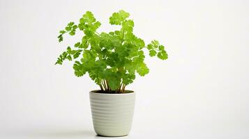 photo de capillaire fougère fleur dans pot isolé sur blanc Contexte. génératif ai