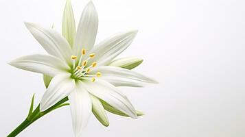 photo de magnifique étoile de Bethléem fleur isolé sur blanc Contexte. génératif ai