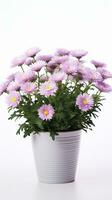 photo de aster fleur dans pot isolé sur blanc Contexte. génératif ai