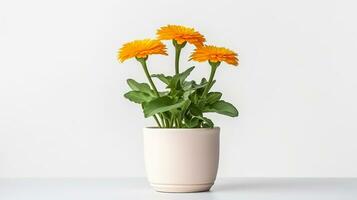 photo de calendula fleur dans pot isolé sur blanc Contexte. génératif ai