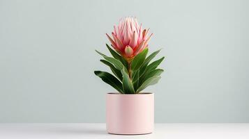 photo de protea fleur dans pot isolé sur blanc Contexte. génératif ai