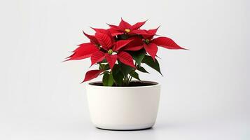 photo de poinsettia fleur dans pot isolé sur blanc Contexte. génératif ai