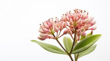 photo de magnifique asclépiade fleur isolé sur blanc Contexte. génératif ai