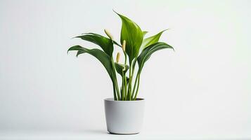 photo de zantedeschia fleur dans pot isolé sur blanc Contexte. génératif ai