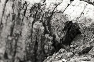 gros plan d'une écorce d'arbre photo