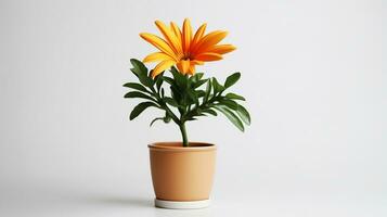 photo de gazania fleur dans pot isolé sur blanc Contexte. génératif ai