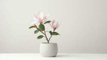 photo de magnolia fleur dans pot isolé sur blanc Contexte. génératif ai