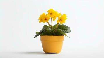 photo de primevère fleur dans pot isolé sur blanc Contexte. génératif ai