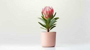 photo de protea fleur dans pot isolé sur blanc Contexte. génératif ai