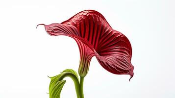 photo de magnifique jack-in-the-pulpit fleur isolé sur blanc Contexte. génératif ai