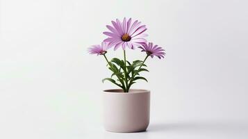 photo de ostéospermum fleur dans pot isolé sur blanc Contexte. génératif ai