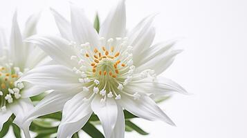 photo de magnifique edelweiss fleur isolé sur blanc Contexte. génératif ai