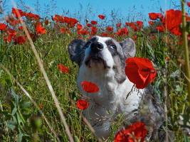 beau chien cardigan gris gallois corgi dans le champ de coquelicots frais. photo
