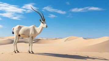 photo de une arabe oryx dans une désert avec bleu ciel. génératif ai