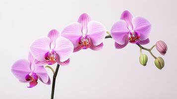 photo de magnifique orchidée fleur isolé sur blanc Contexte. génératif ai