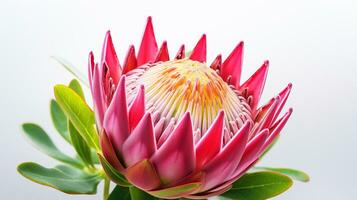 photo de magnifique protea fleur isolé sur blanc Contexte. génératif ai