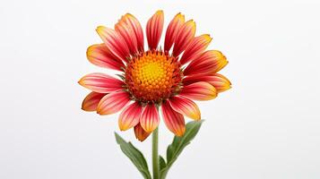 photo de magnifique gaillardia fleur isolé sur blanc Contexte. génératif ai