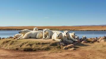 photo de une troupeau de polaire ours repos dans un ouvert zone sur le savane. génératif ai