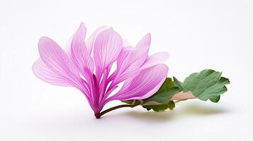 photo de magnifique cyclamen fleur isolé sur blanc Contexte. génératif ai