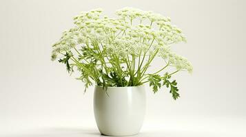 photo de reine Anne dentelle fleur dans pot isolé sur blanc Contexte. génératif ai