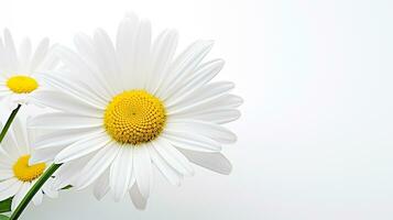 photo de magnifique shasta Marguerite fleur isolé sur blanc Contexte. génératif ai