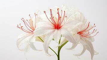 photo de magnifique araignée lis fleur isolé sur blanc Contexte. génératif ai