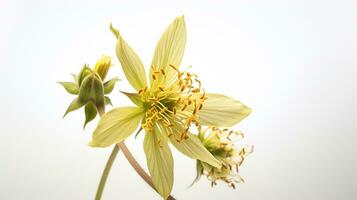 photo de magnifique évêque cannabis fleur isolé sur blanc Contexte. génératif ai