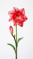 photo de magnifique amaryllis fleur isolé sur blanc Contexte. génératif ai