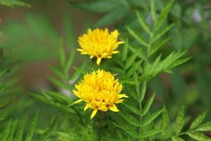 fleur jaune sur fond vert photo