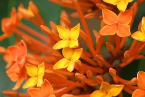 fleur d'ixora rouge et jaune photo