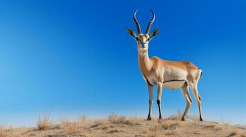 photo de une gazelle en dessous de bleu ciel. génératif ai