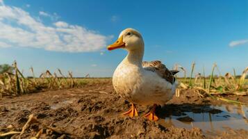 photo de une canard dans le les terres agricoles. génératif ai